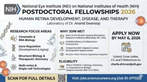โอกาสร่วมทีมวิจัยระดับโลกที่ NIH สหรัฐอเมริกา! ทุน Postdoc ด้านจอประสาทตา (NEI) เปิดรับสมัครแล้ว